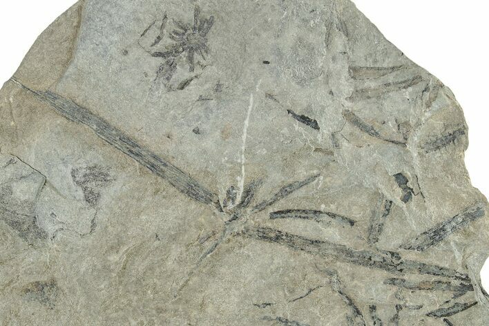 Pennsylvanian Fossil Horsetail (Annularia) Plate - Kentucky #248197